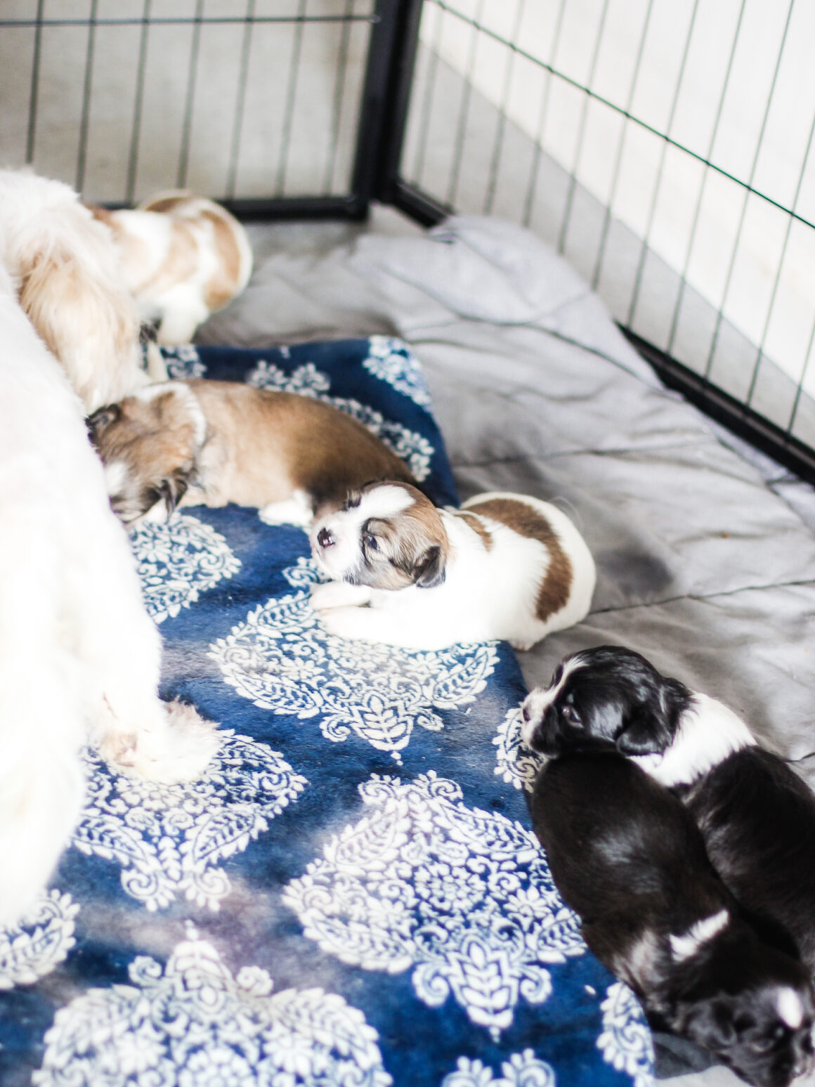 Topeakmart Puppy Playpen (8 Panel) topeakmart 8 panel puppy playpen review